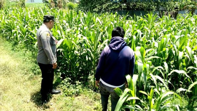 Jagung Tumbuh Subur, Bhabinkamtibmas Sukorejo Intensifkan Pendampingan