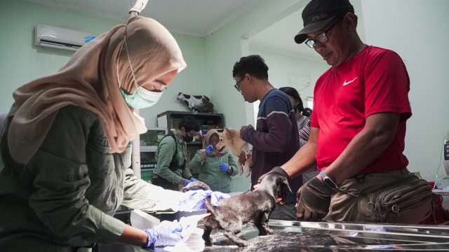 Waspadai Rabies, DPPP Sidoarjo Gelar Vaksinasi Gratis untuk Hewan Peliharaan